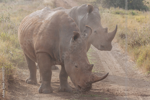 Rhinoceros in nature 