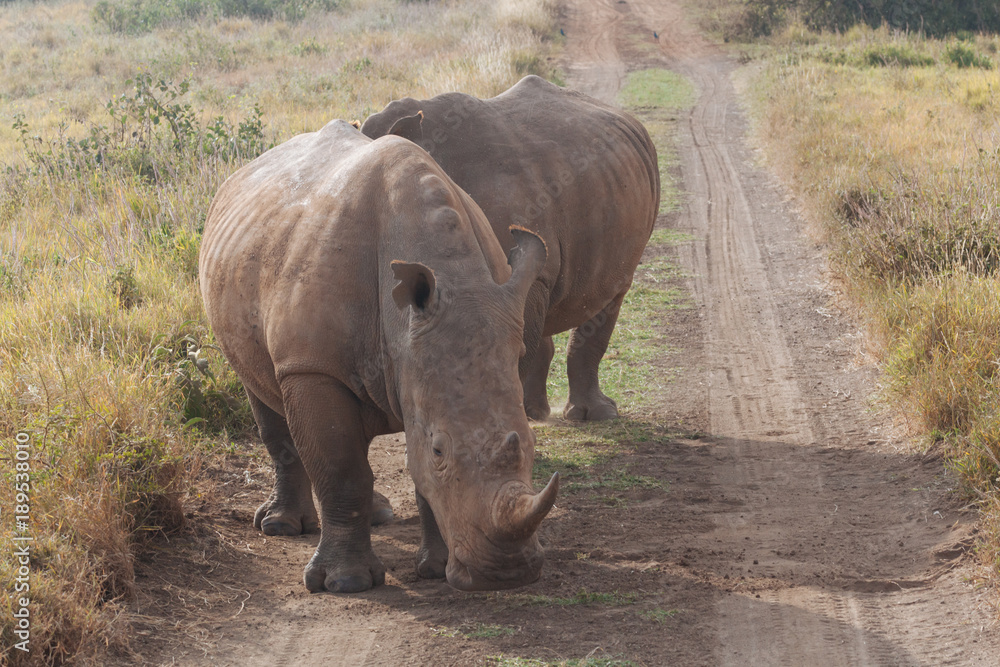 Obraz premium Rhinoceros in nature 