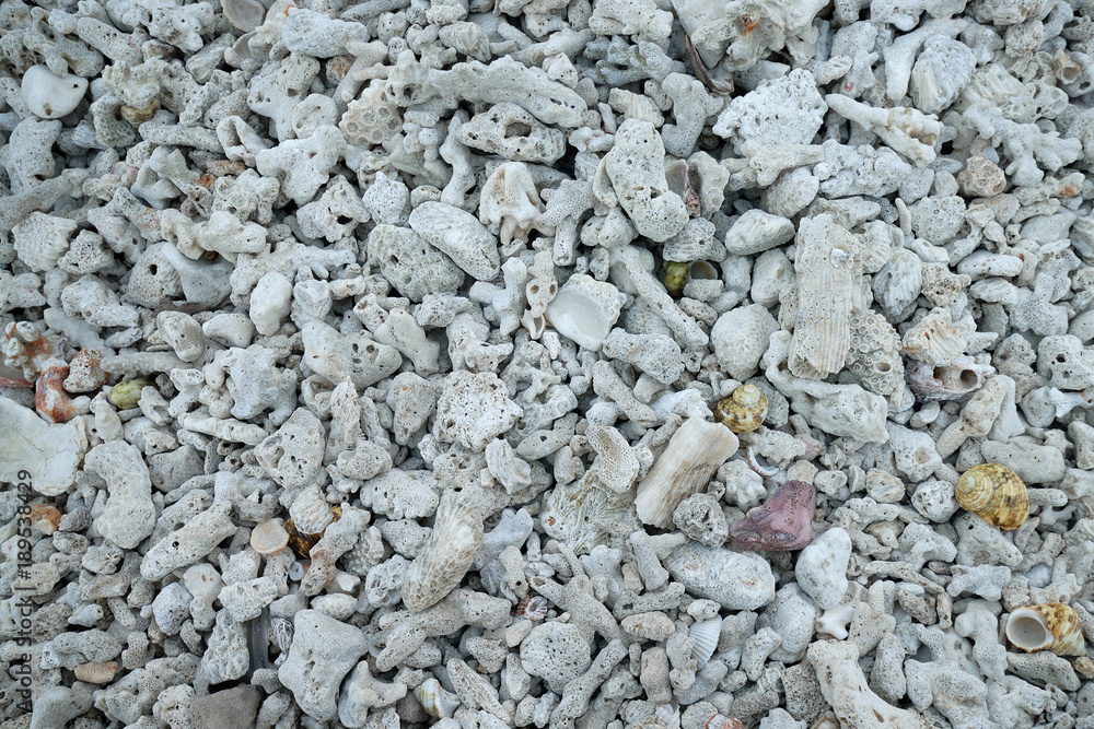 Dead coral surface at coral stone beach, top view closeup for background. Dead coral surface at coral stone beach, top view closeup for background.