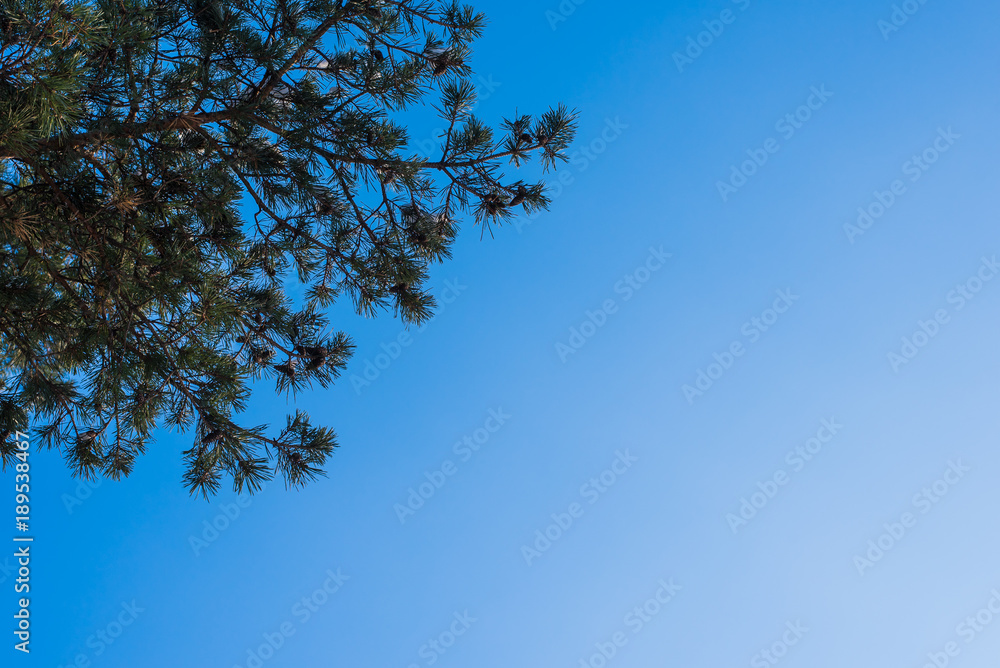 Beautiful pine branches against blue sky - copy space Beautiful pine branches against blue sky - copy space