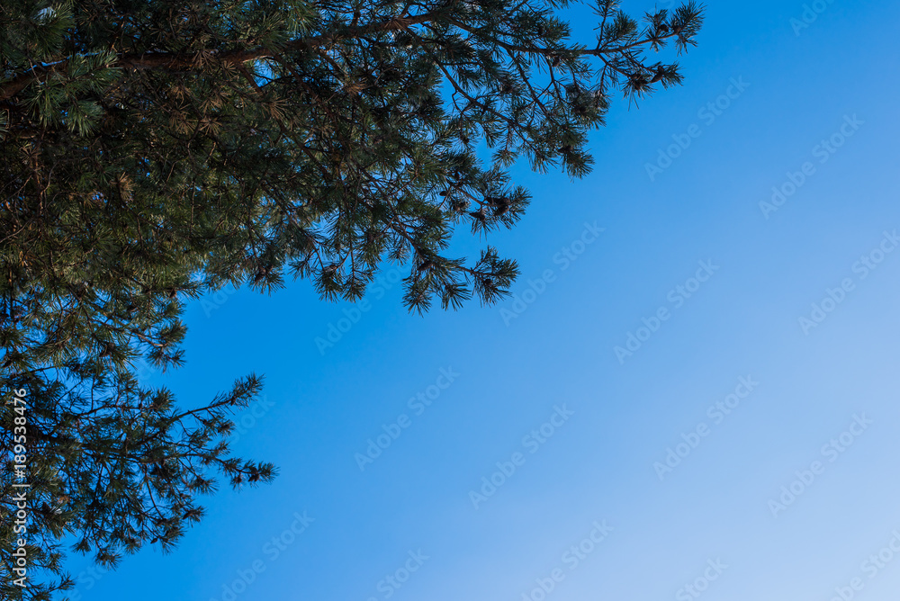 Beautiful pine branches against blue sky - copy space Beautiful pine branches against blue sky - copy space