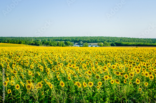 The field of sunflowers and blue sky.