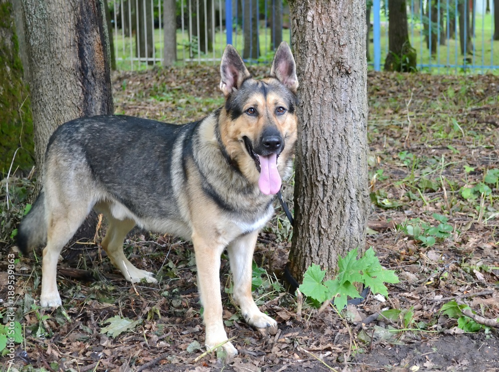 Fototapeta premium East european shepherd