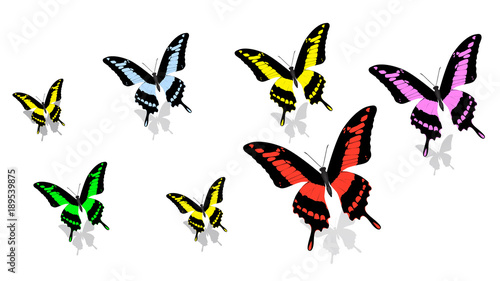 exotic butterfly of different size and color  random order  top view