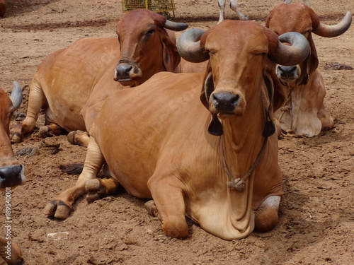 goshala cow resting in the sun in India photo