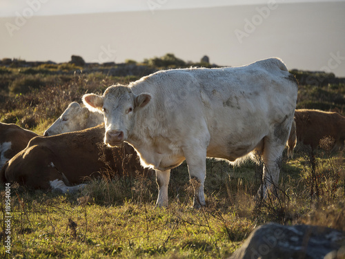 Back lit white cow in a field standing, herd laying on the ground. 
