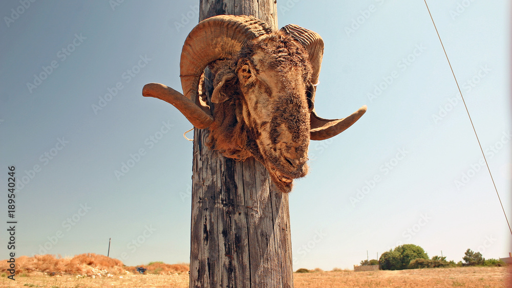Ibex Head