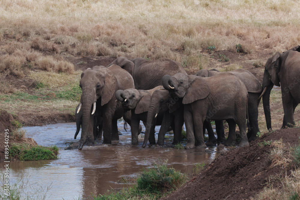 Fototapeta premium Elephant in Nature 