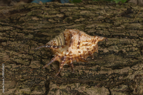 five fingers seashell on wooden background.