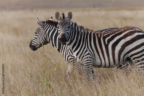 Zebra in Nature 