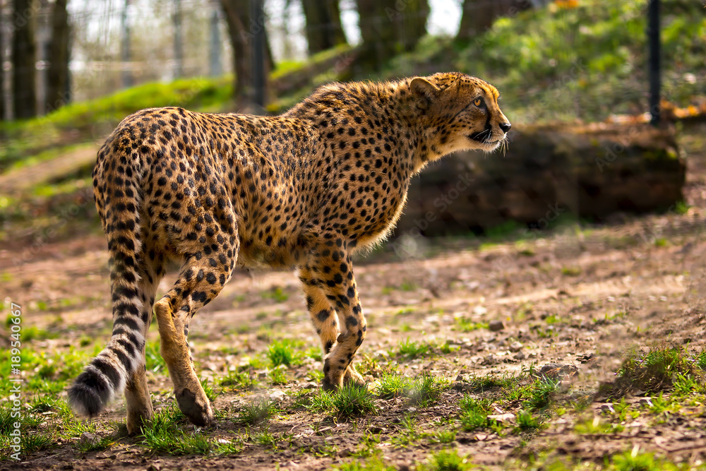 Obraz premium Afrika Gepard Urlaub Januar Fruh Jahr 2018