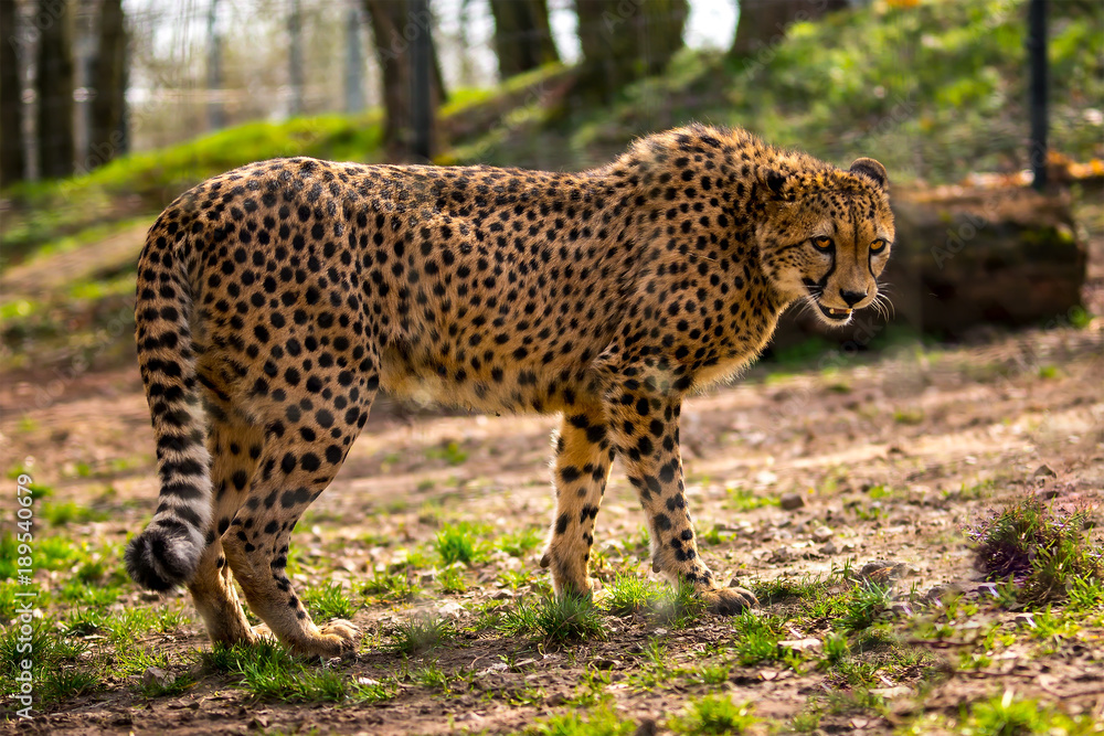 Fototapeta premium Afrika Urlaub Gepard Frueh Jahr Januar 2018