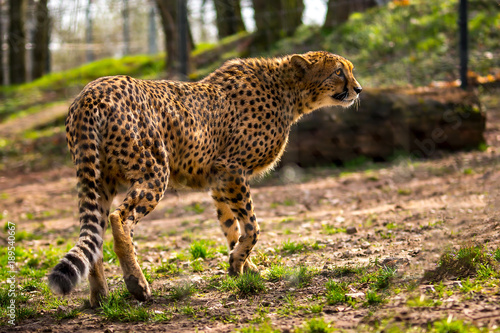 Afrika Gepard Urlaub Januar Fruh Jahr 2018 photo