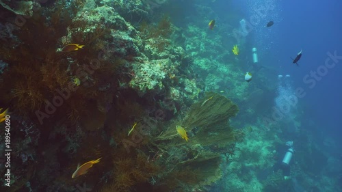 Wallpaper Mural Fish and coral reef. Dive, underwater world, corals and tropical fish. Bali,Indonesia. Diving and snorkeling in the tropical sea. Wonderful and beautiful underwater world with corals and tropical fish Torontodigital.ca