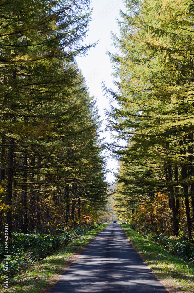 Obraz premium 森の中の道