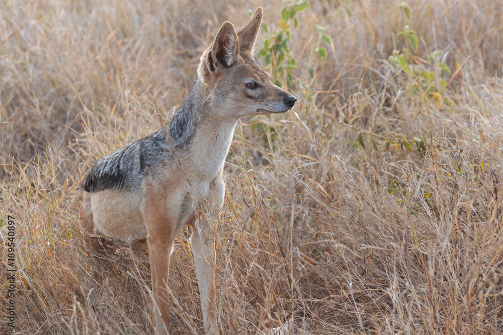 Black-backed jackal Black-backed jackal