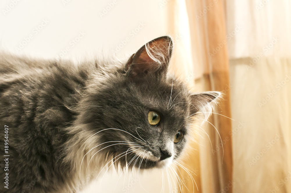 Young gray and white female cat portrait closeup in home interior