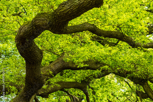 Tree branches, Wanstead Park, London, UK. photo