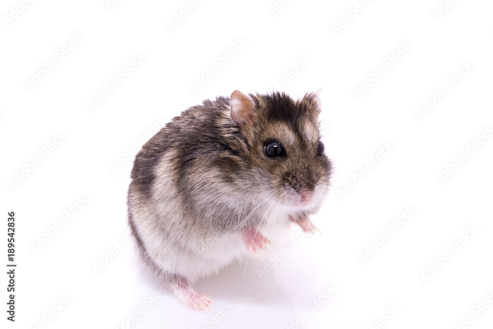 Djungarian hamster isolated on a white background Djungarian hamster isolated on a white background