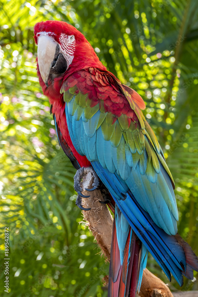 Obraz premium scarlet macaw,Ara macao