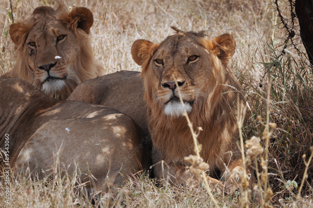 Lion In Nature Lion In Nature