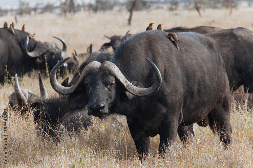 African Buffalo cape buffalo African Buffalo cape buffalo