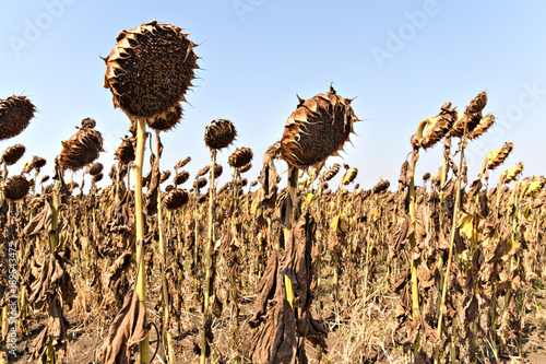 Fototapeta Naklejka Na Ścianę i Meble -  Agricultural field of dry ripe sunflower ready for harvest