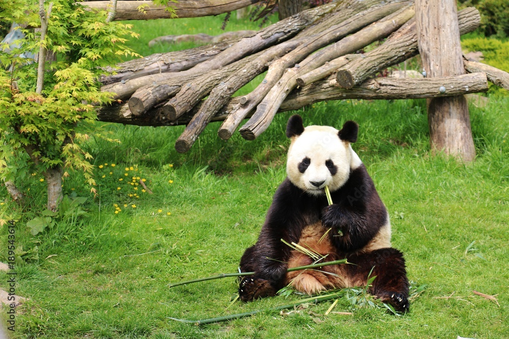 Obraz premium Zoo de Beauval