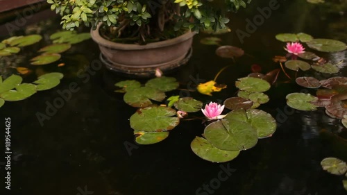 A pink water lily, lilies floating on water photo