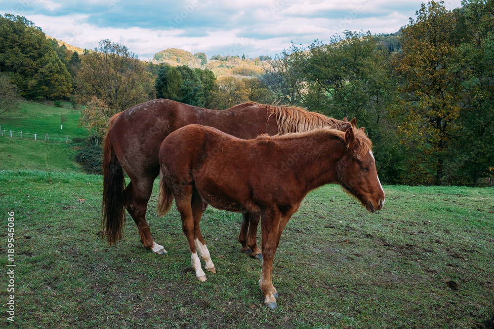 Obraz premium Pferde im Odenwald 