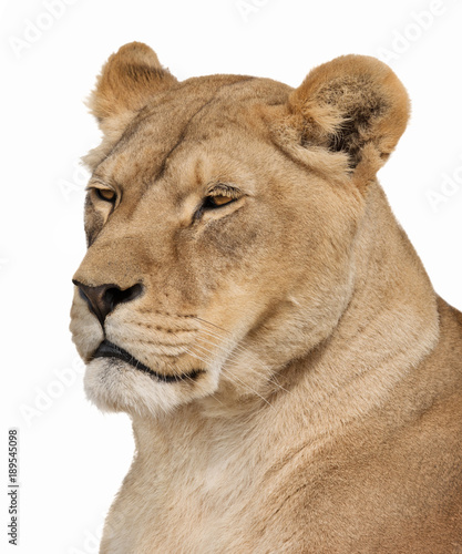 Portrait of serious lioness