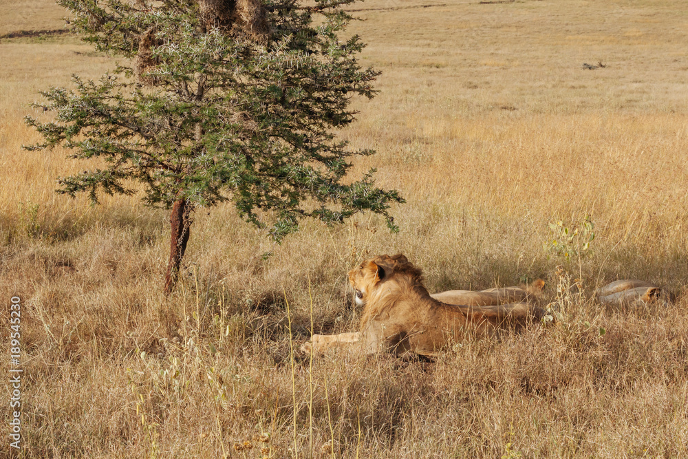 Lion In Nature Lion In Nature