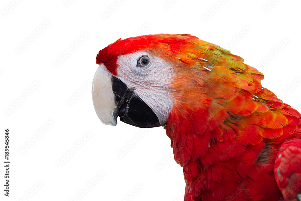 Fototapeta premium head of parrot