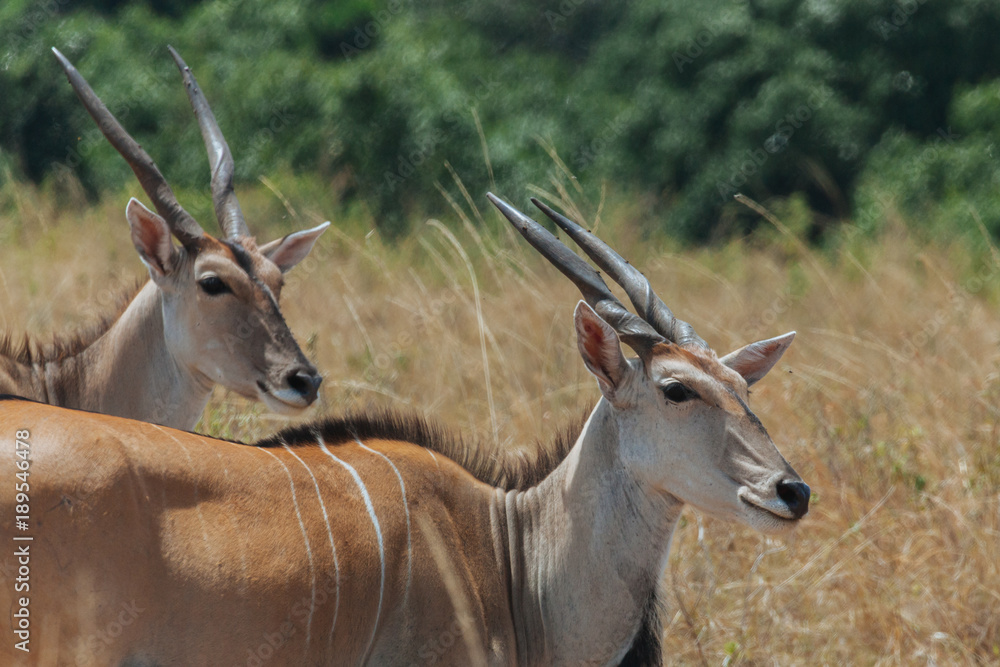 Eland in Kenya, Africa Eland in Kenya, Africa