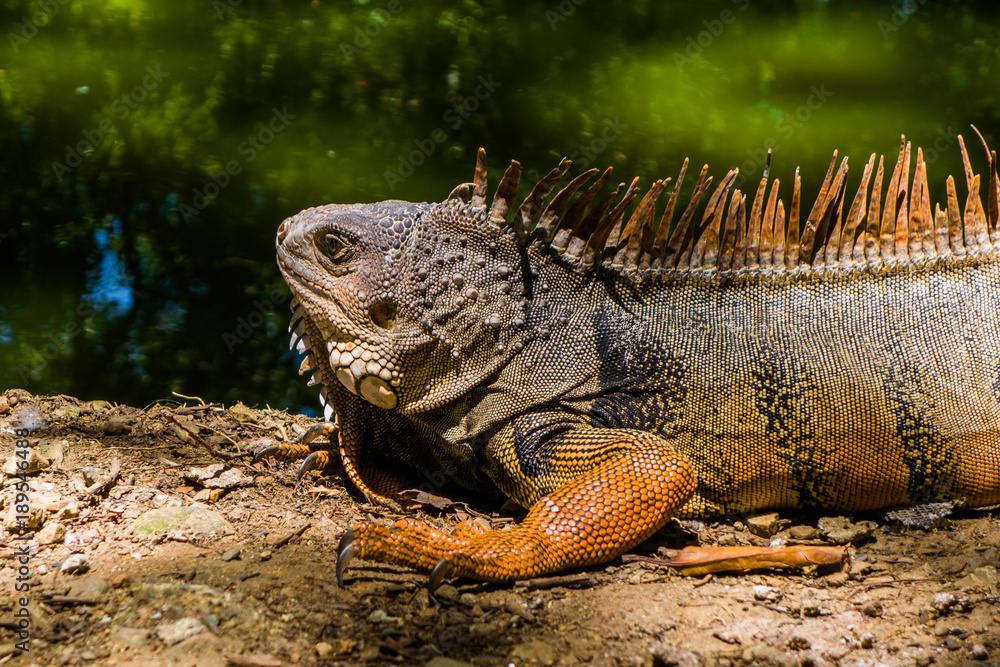Close up of a beautiful iguana resting near to an artificial pond inside of a the botanical greenhouse in Medellin Close up of a beautiful iguana resting near to an artificial pond inside of a the botanical greenhouse in Medellin