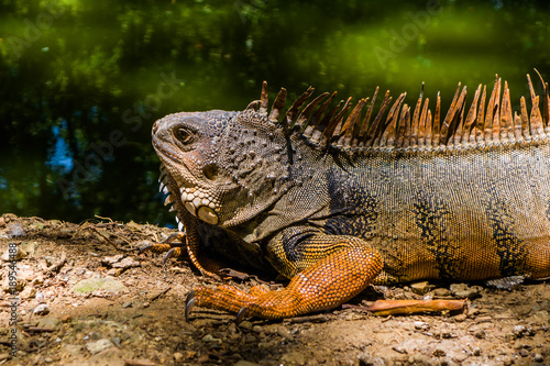 Close up of a beautiful iguana resting near to an artificial pond inside of a the botanical greenhouse in Medellin