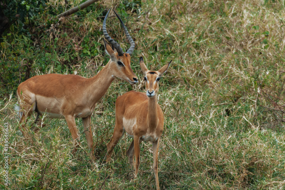 Springbok in Nature Springbok in Nature