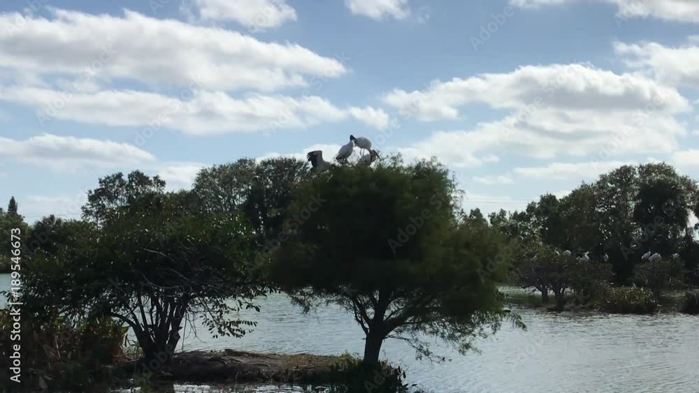 Several Australian white ibis roosting in trees on an island in a lake Several Australian white ibis roosting in trees on an island in a lake