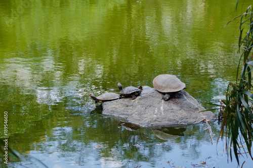 Close up of a many turtles resting over a rock in the artificial pond inside of the botanical greenhouse in Medellin