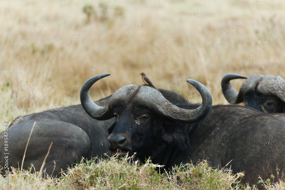 African Buffalo cape buffalo African Buffalo cape buffalo
