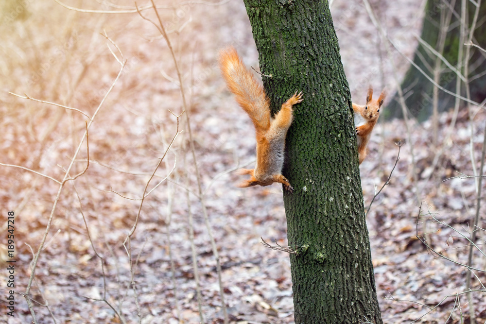 Two funny cute  squirrels play  in a forest.