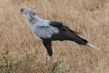 Secretary Bird, Bird of Prey, Kenya, Africa