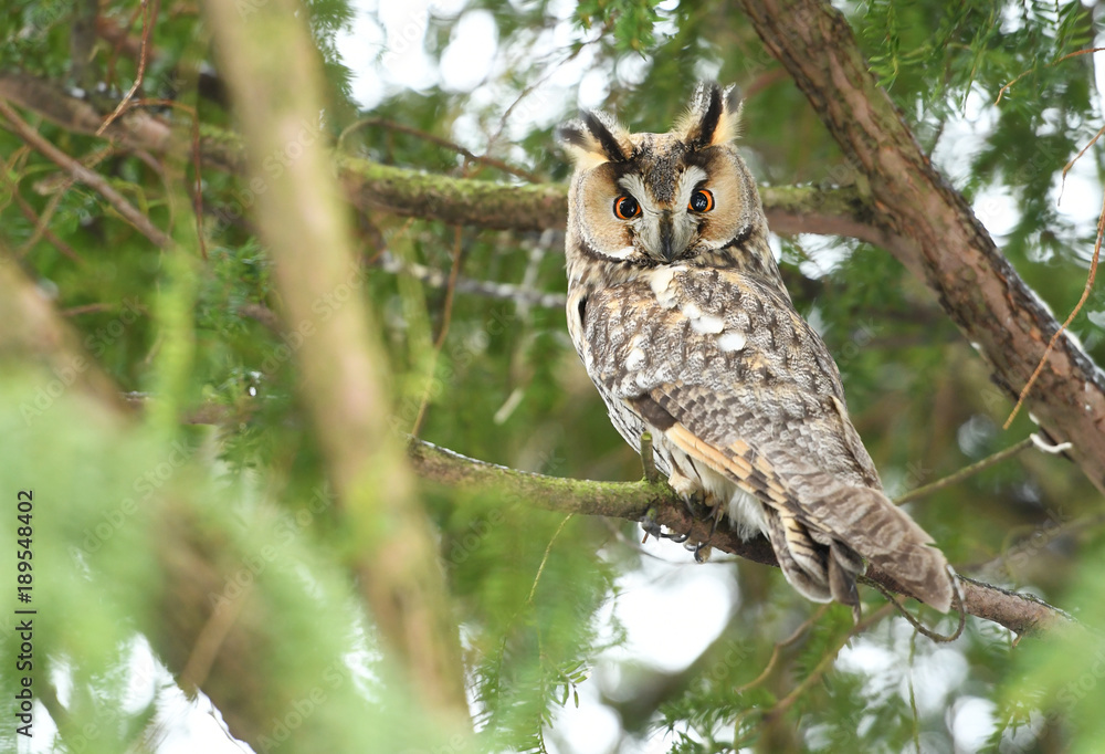 Obraz premium Uszatka (Asio otus)