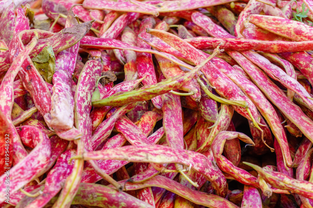 fresh pink string beans on the market fresh pink string beans on the market