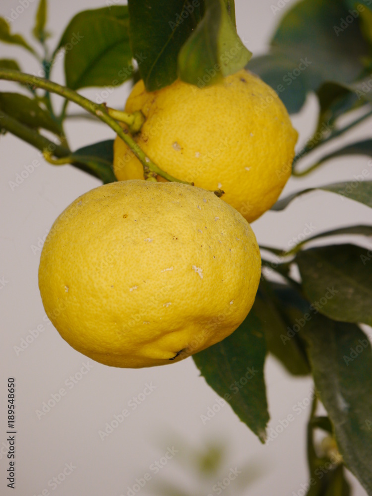 some lemons on tree 