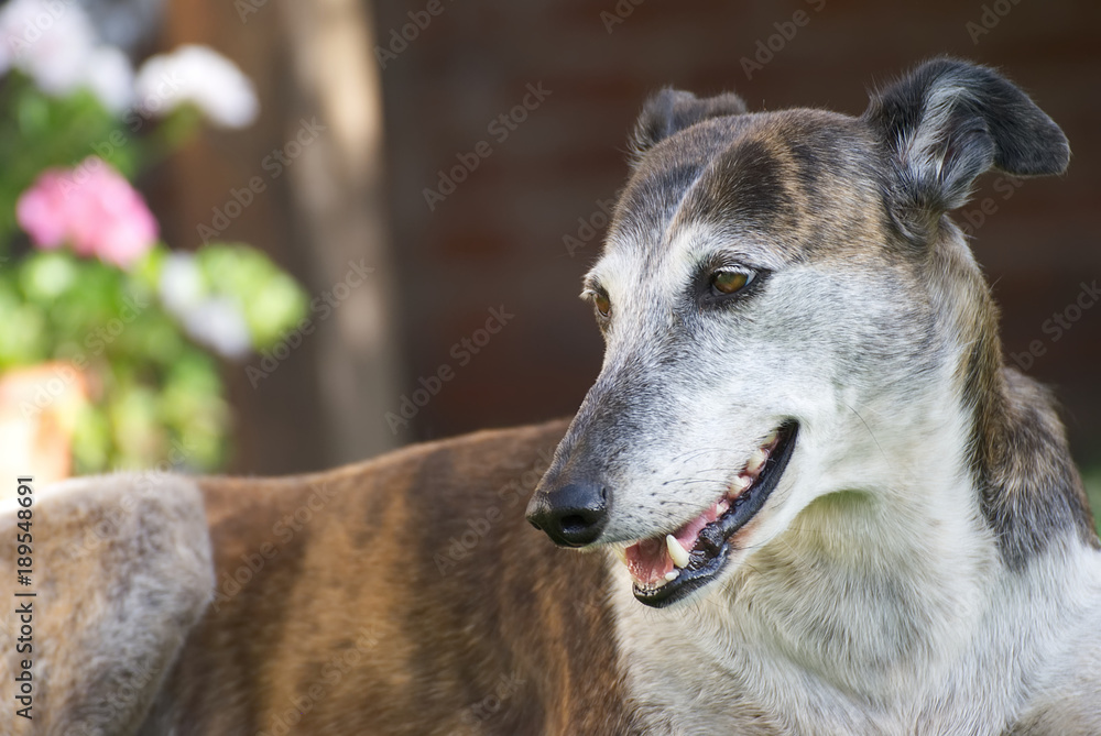 Greyhound and small black dog running wild in the garden