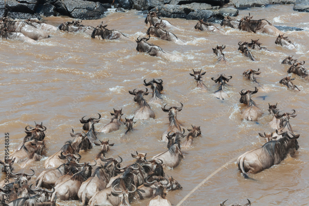 Fototapeta premium wildebeest in Nature 