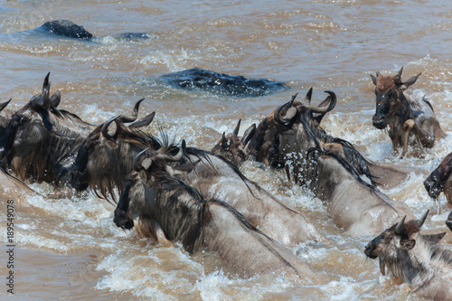 wildebeest in Nature 
