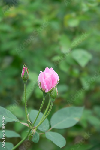 Pink rose in the garden.