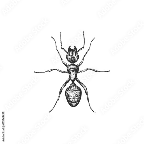 ant vector draw